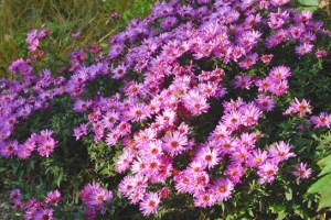 Aster dumosus Rosenwichtel